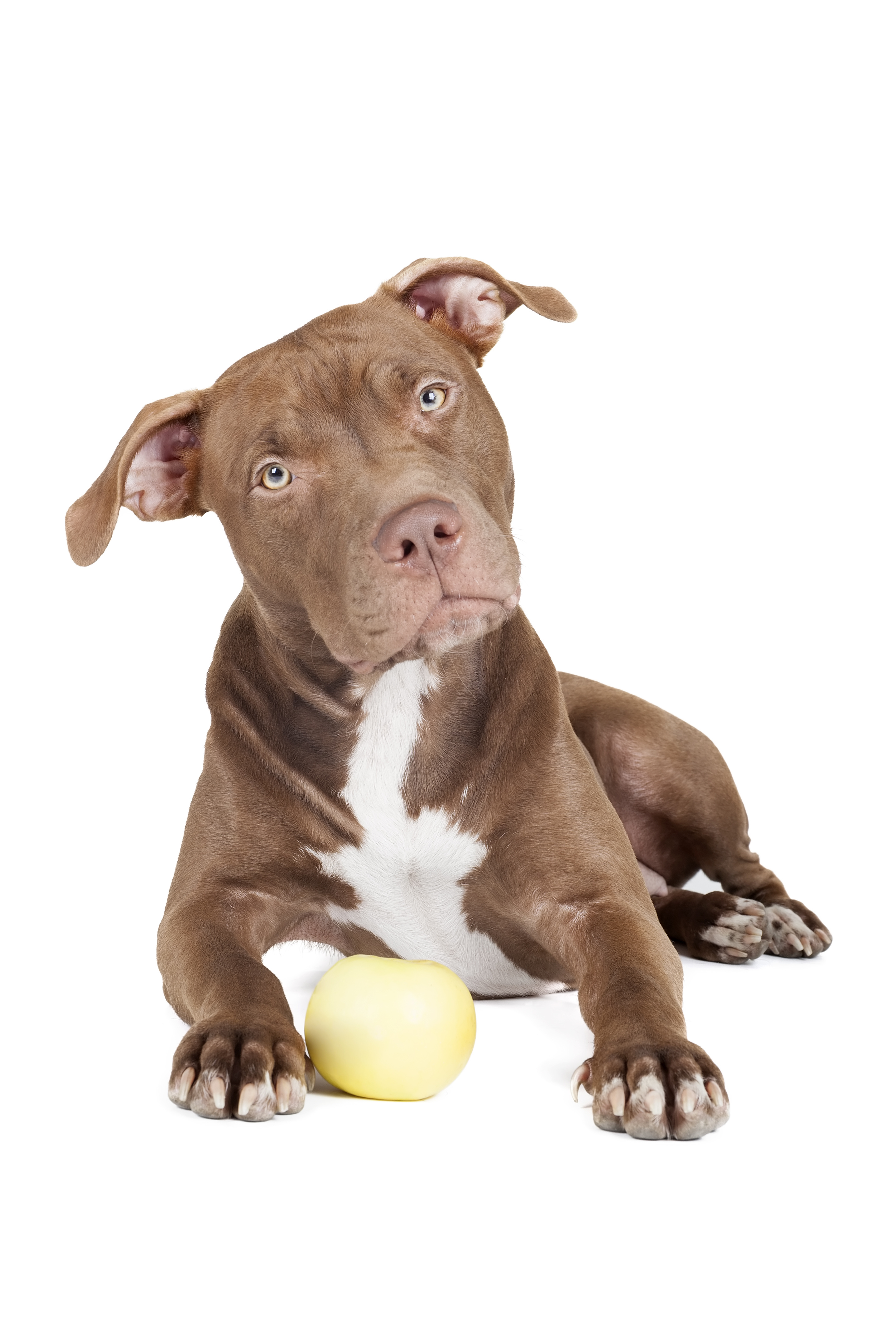 dog breed pit bull  with an apple on a white  background  in 