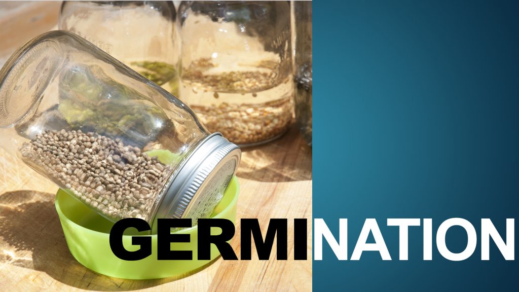 La germination